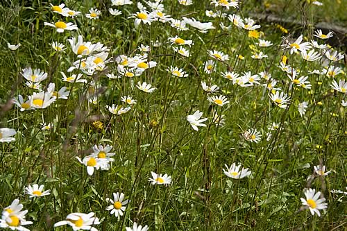 Blumenwiese 'um die Ecke'